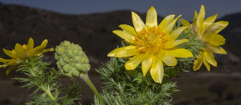 Adonis vernalis.16