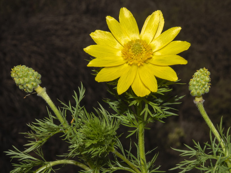 Adonis vernalis.18
