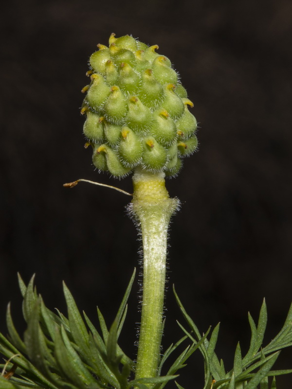 Adonis vernalis.20