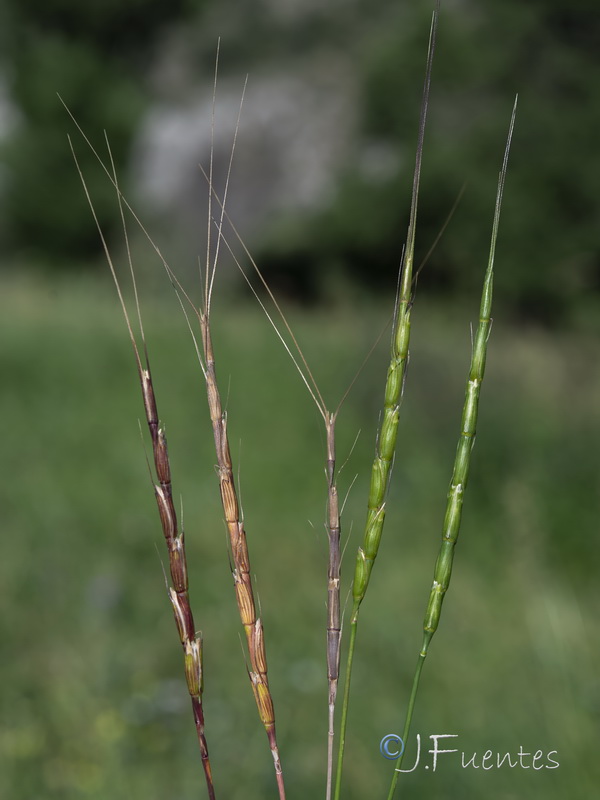 Aegilops cylindrica.01