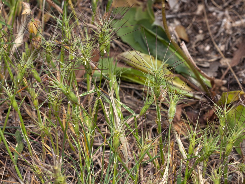 Aegilops geniculata.01