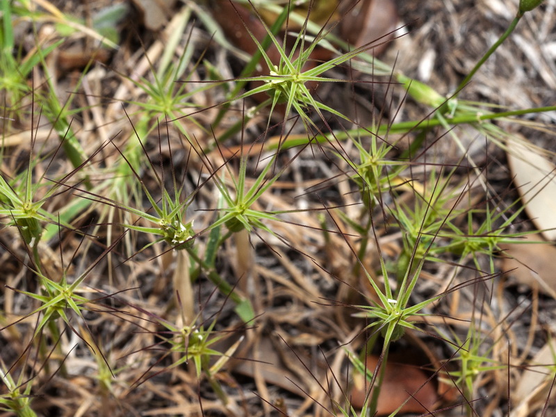 Aegilops geniculata.02