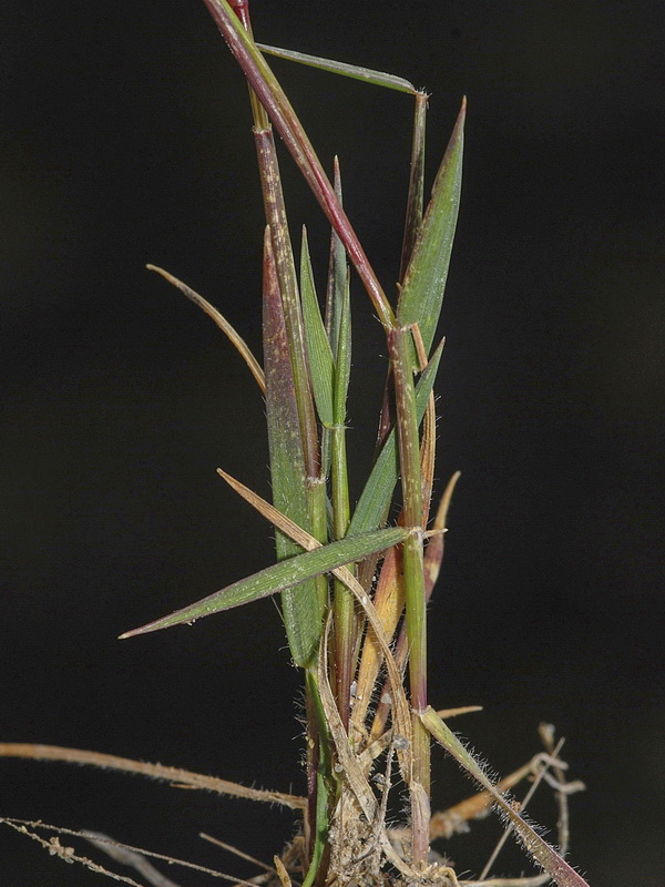 Aegilops geniculata.04