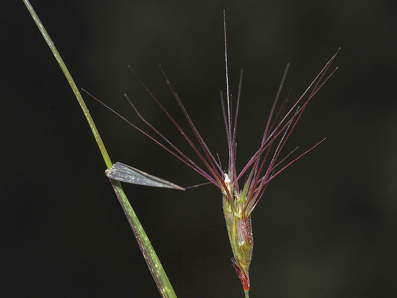 Aegilops geniculata.05