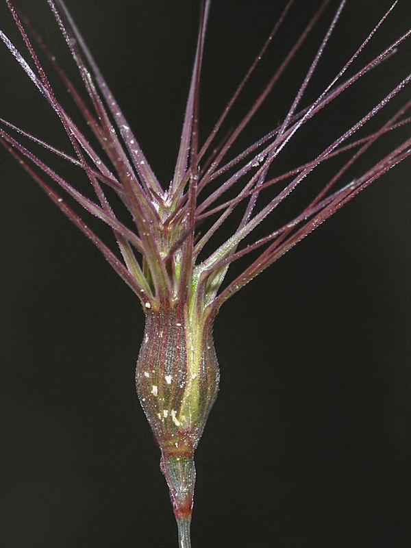 Aegilops geniculata.06
