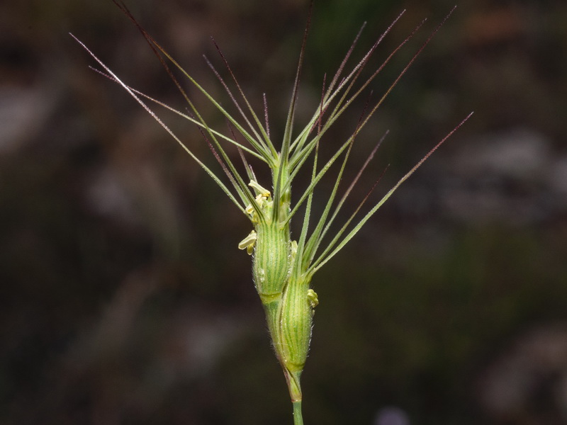 Aegilops geniculata.07