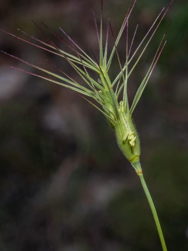 Aegilops geniculata.08