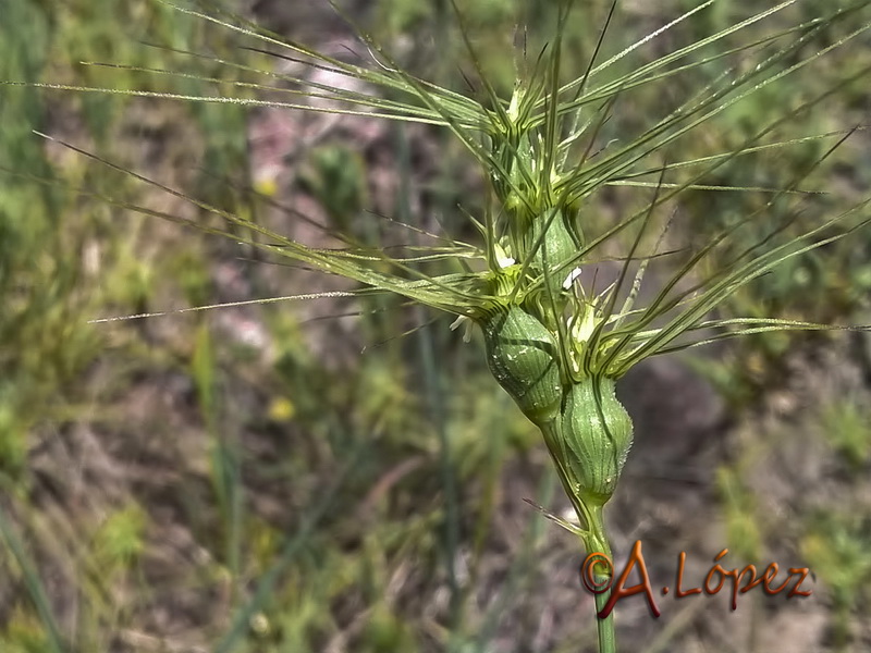 Aegilops geniculata.10