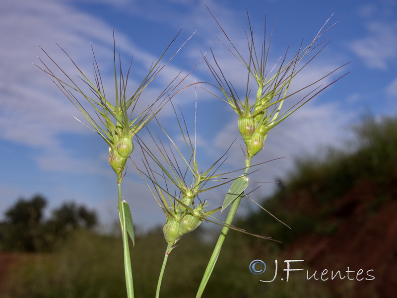 Aegilops geniculata.12