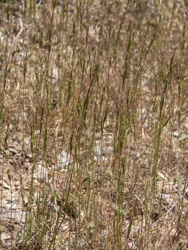 Aegilops trincalis.01