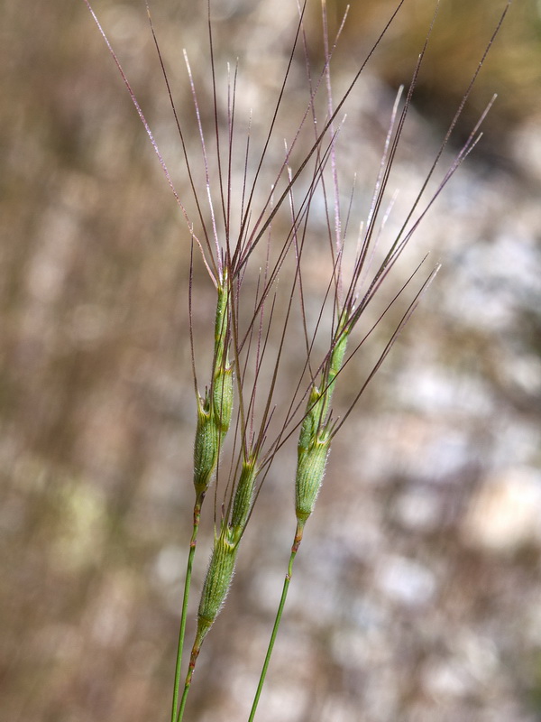 Aegilops trincalis.02