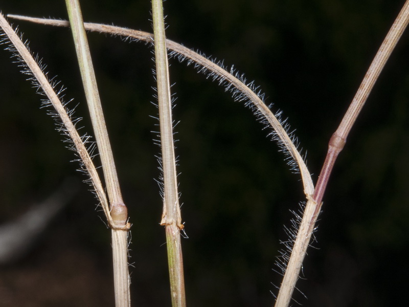 Aegilops trincalis.03