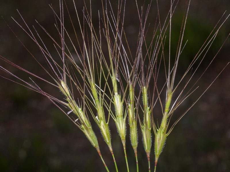 Aegilops trincalis.06