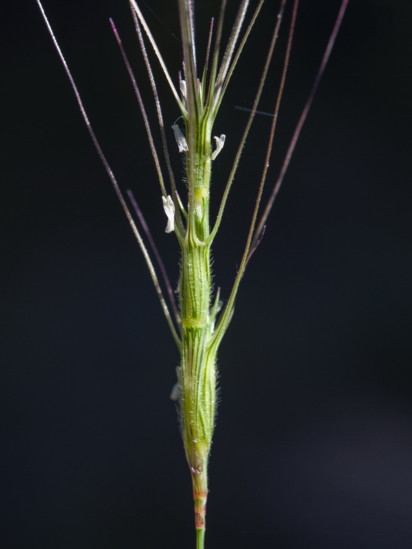 Aegilops trincalis.09