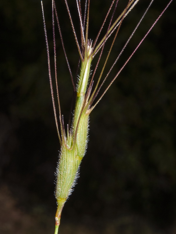 Aegilops trincalis.10