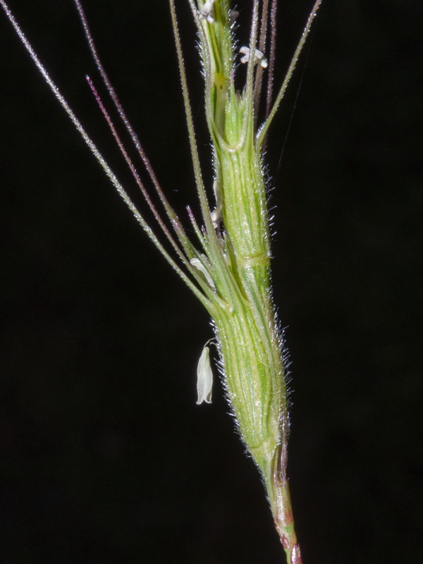 Aegilops trincalis.11