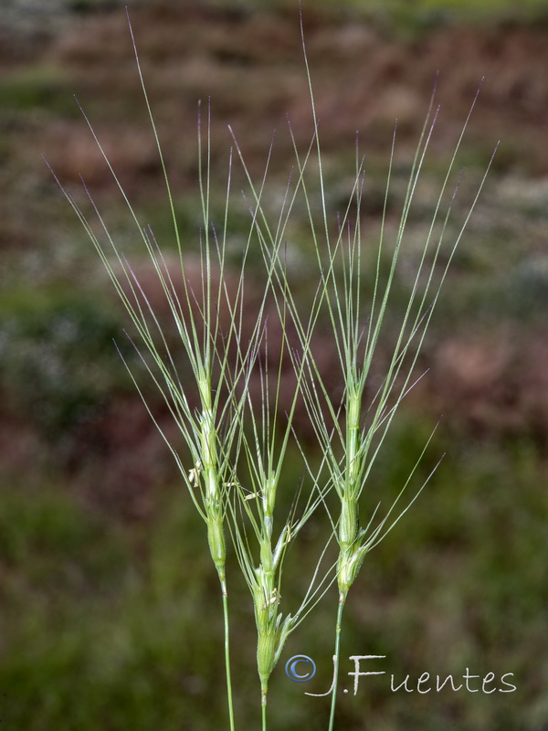 Aegilops trincalis.12