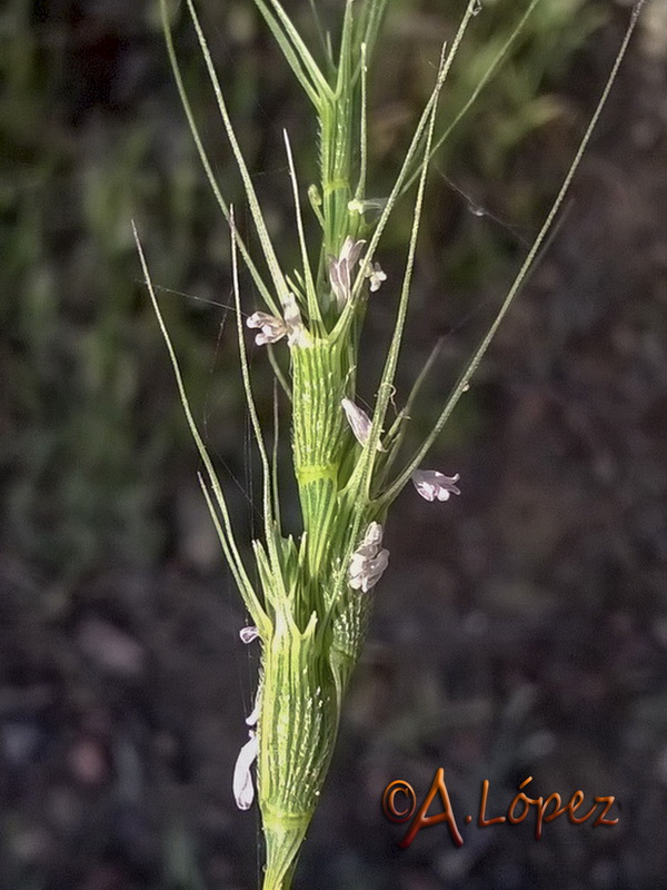 Aegilops trincalis.14