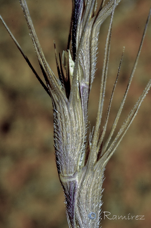 Aegilops triuncialis.17