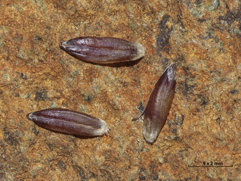 Aegilops triuncialis.18