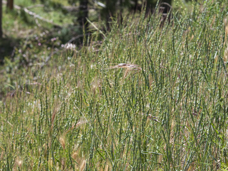 Aegilops ventriculosa.01