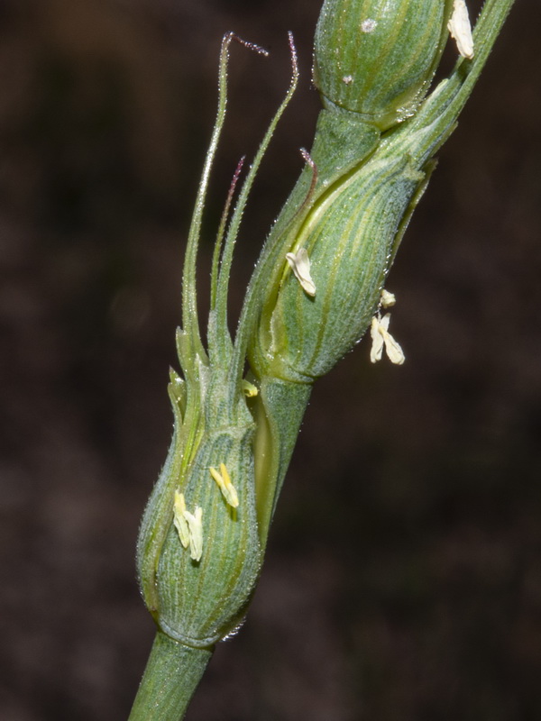 Aegilops ventriculosa.08