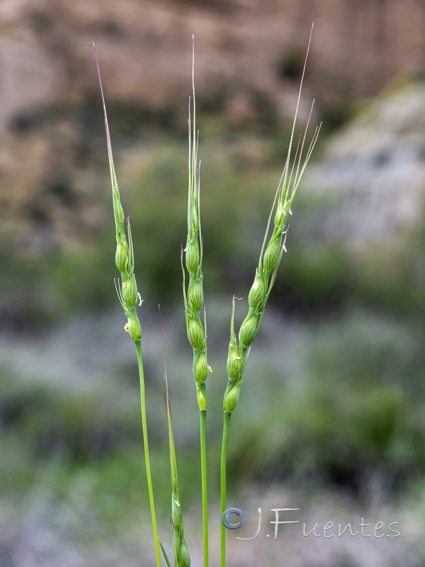 Aegilops ventriculosa.09