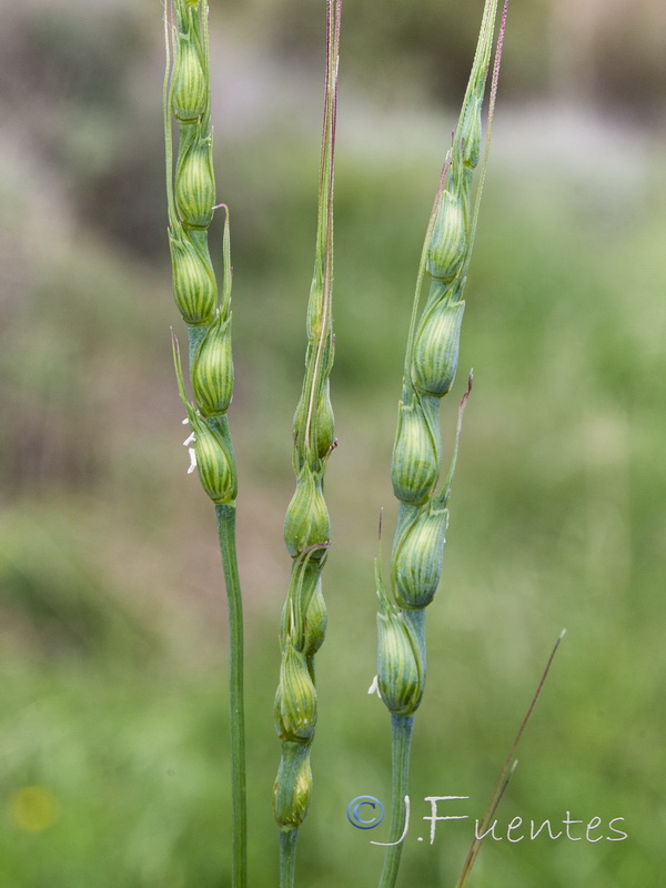 Aegilops ventriculosa.10