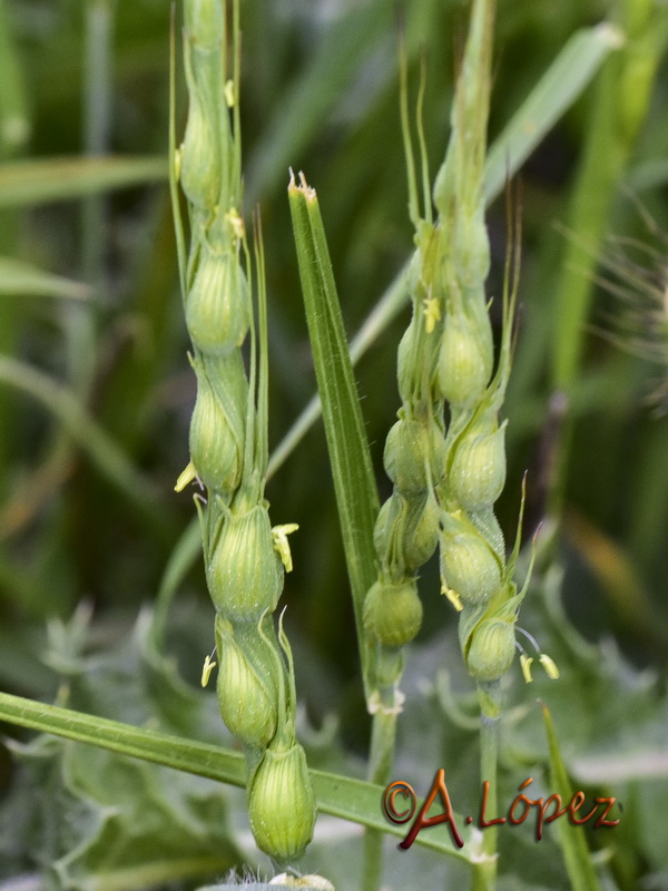 Aegilops ventriculosa.11