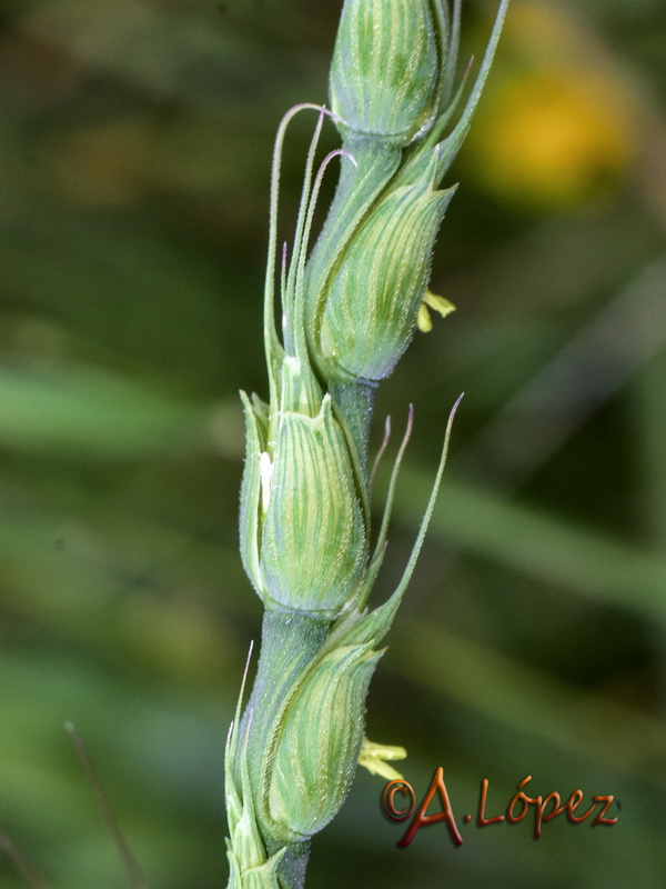 Aegilops ventriculosa.12
