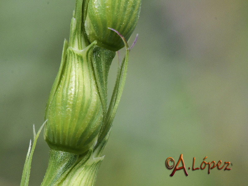 Aegilops ventriculosa.14