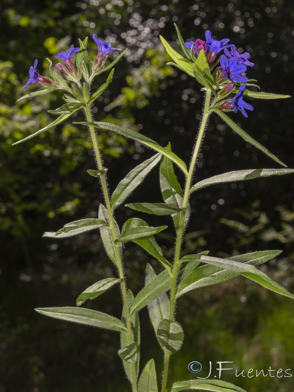 Aegonychon purpurocaeruleum.02