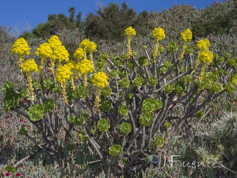 Aeonium arboreum.01