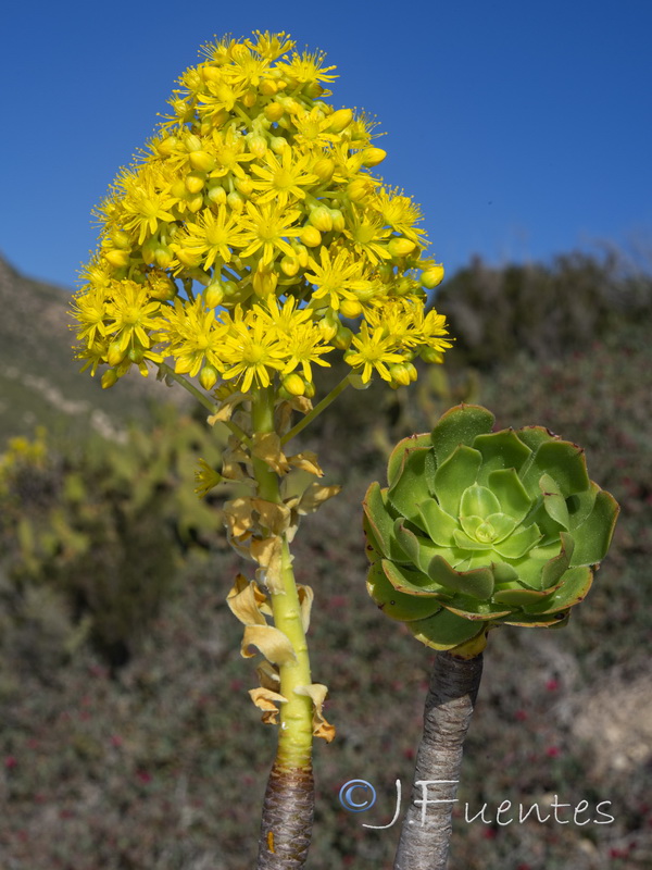 Aeonium arboreum.02