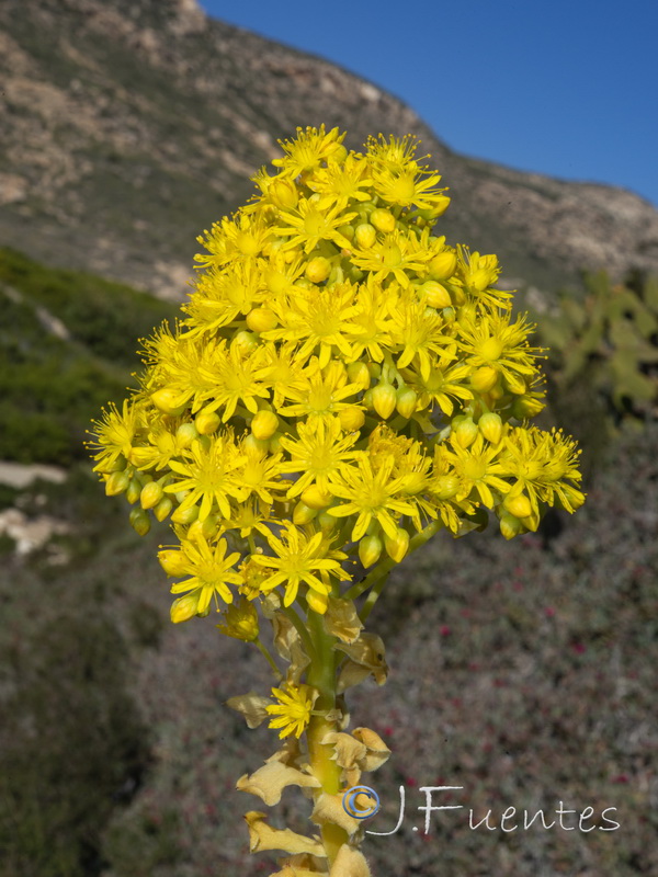 Aeonium arboreum.03