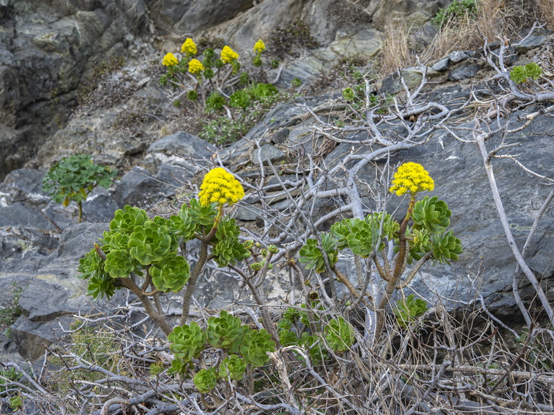 Aeonium arboreum.05