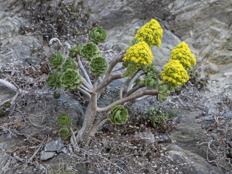Aeonium arboreum.06