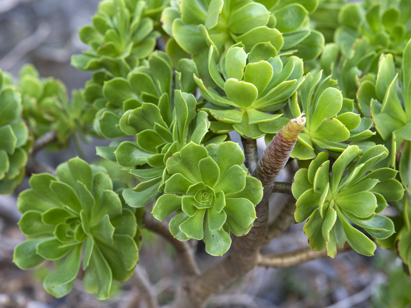 Aeonium arboreum.08