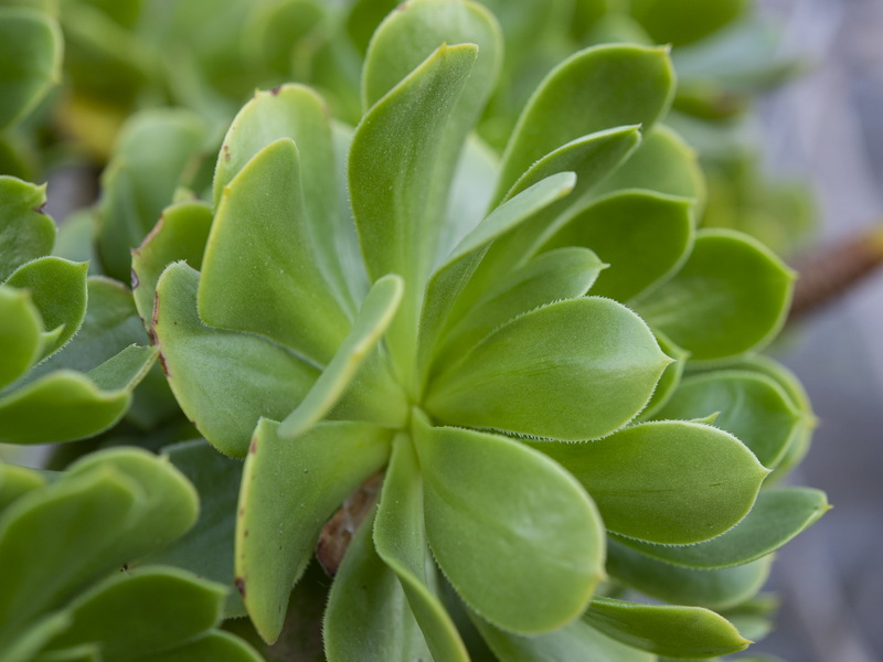 Aeonium arboreum.11