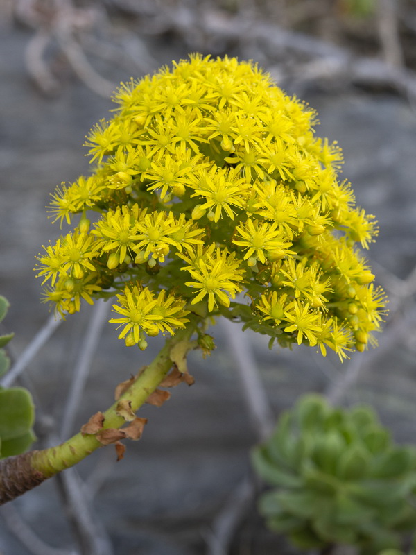 Aeonium arboreum.12