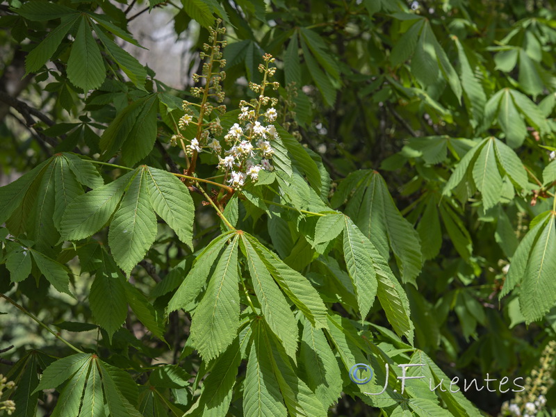 Aesculus hippocastanum.01