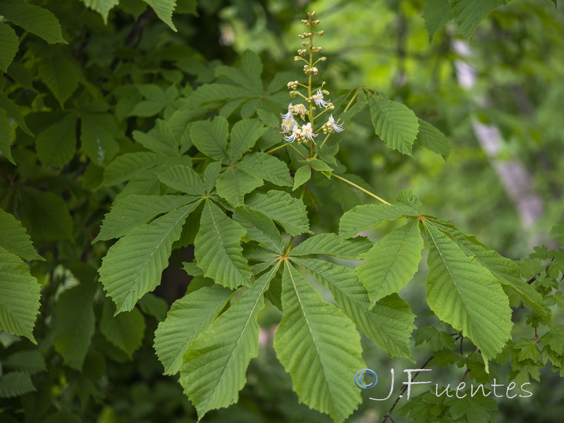 Aesculus hippocastanum.02