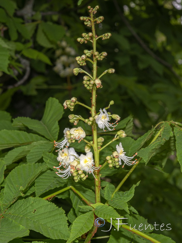 Aesculus hippocastanum.03