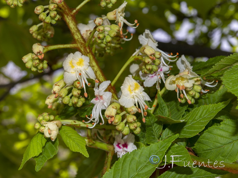 Aesculus hippocastanum.04