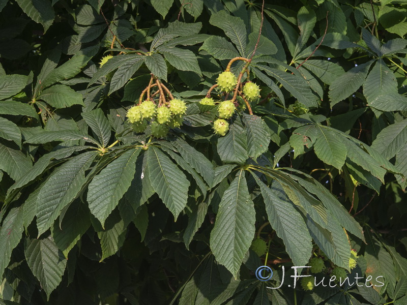 Aesculus hippocastanum.05