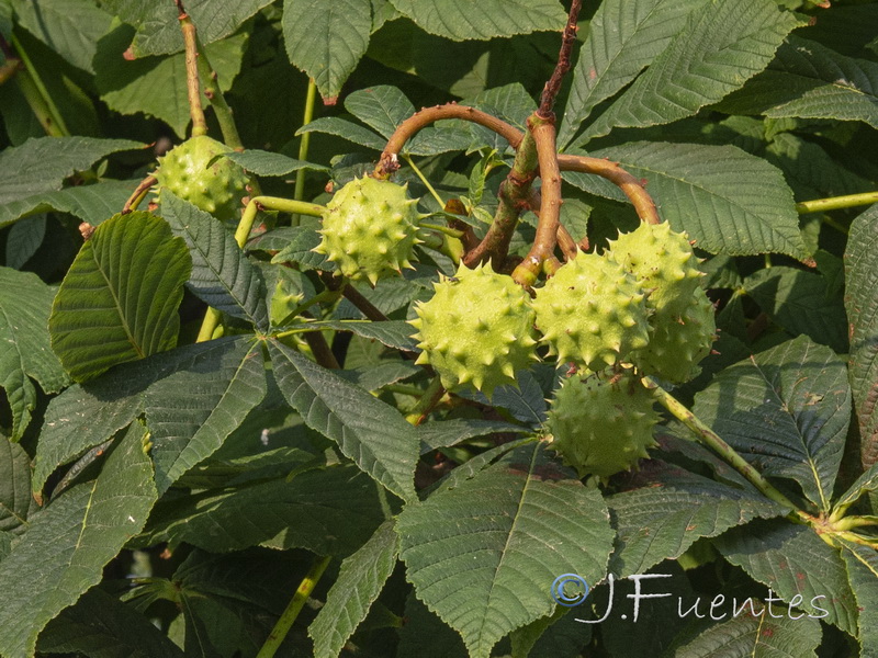 Aesculus hippocastanum.06