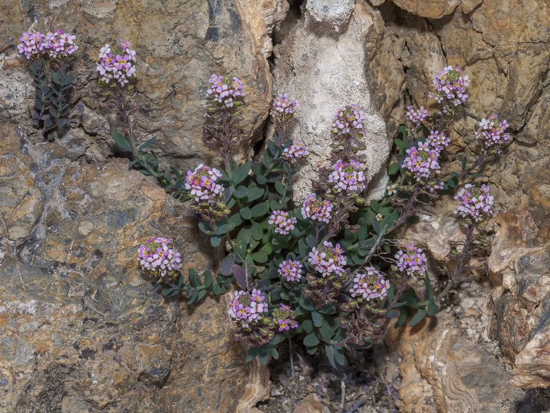 Aethionema marginatum.01