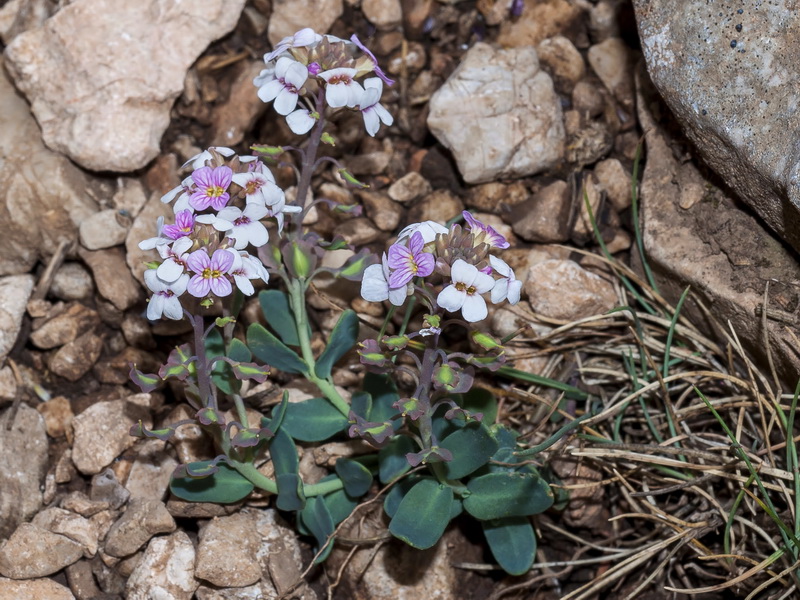 Aethionema marginatum.02