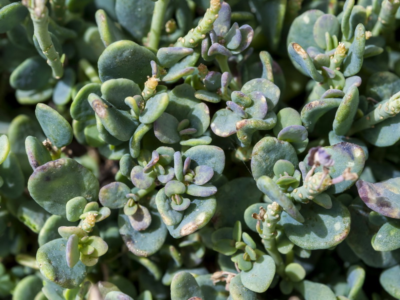 Aethionema marginatum.06