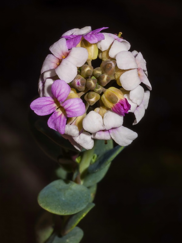 Aethionema marginatum.10